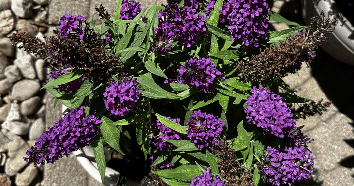 Close up of Butterfly Candy Buddleia Lil Grape
