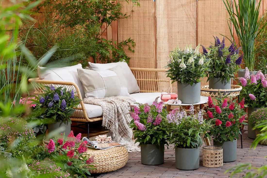 Patio scene with a variety of Butterfly Candy Buddleia planted in containers