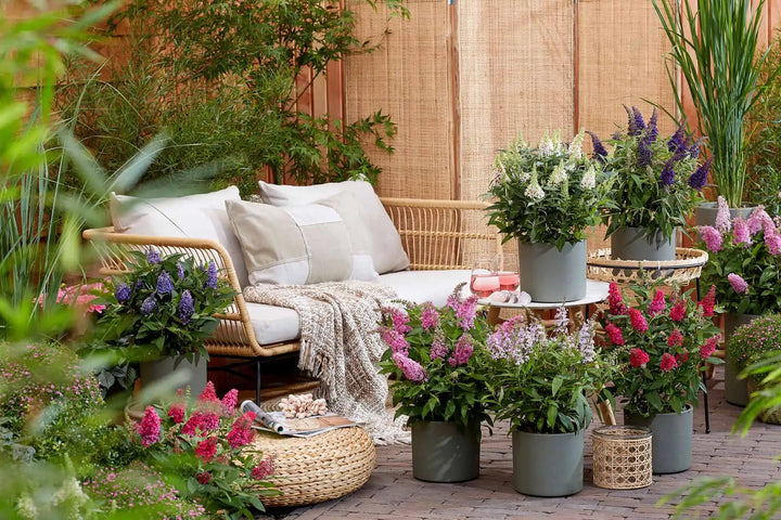 Patio scene with a variety of Butterfly Candy Buddleia planted in containers