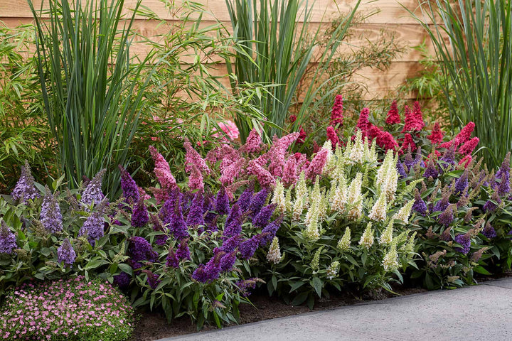 Garden with a variety of Butterfly Candy Buddleia