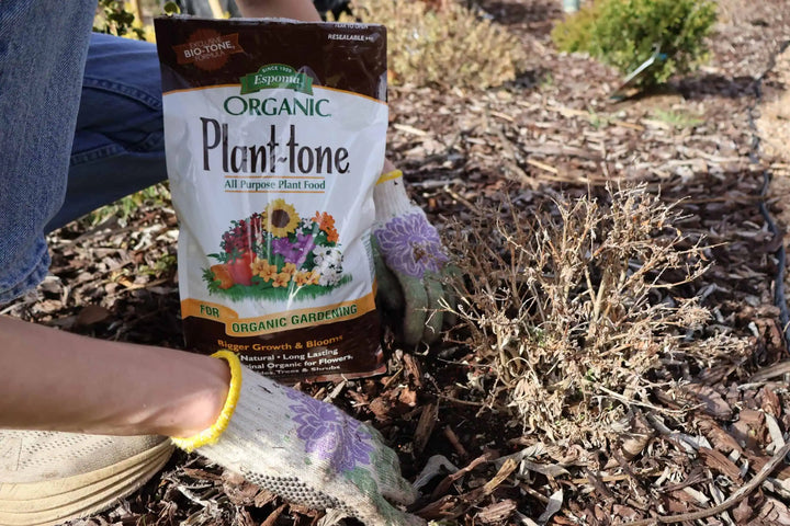 A bag of Espoma Organic Plant-tone plant food sits on mulch next to a small, dried-out shrub in a garden bed.