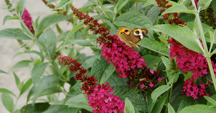 Why Pollinators Still Need You in the Fall