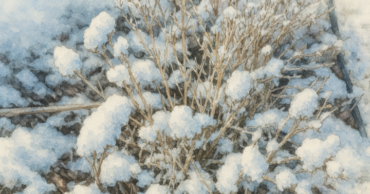 How to Prepare Your Butterfly Candy Bush for Winter in the Snow Belt