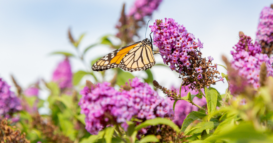 June Garden Checklist for Butterfly Candy Butterfly Bushes