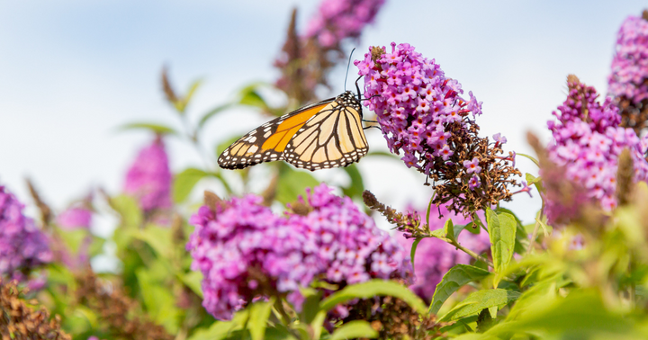 June Garden Checklist for Butterfly Candy Butterfly Bushes
