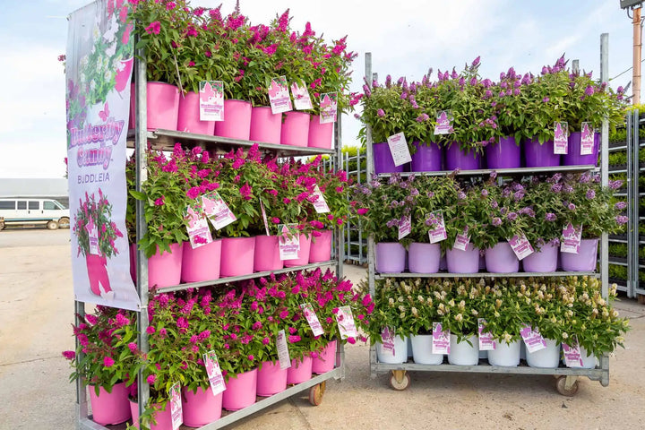 Buddleia Butterfly Candy at your Garden Center