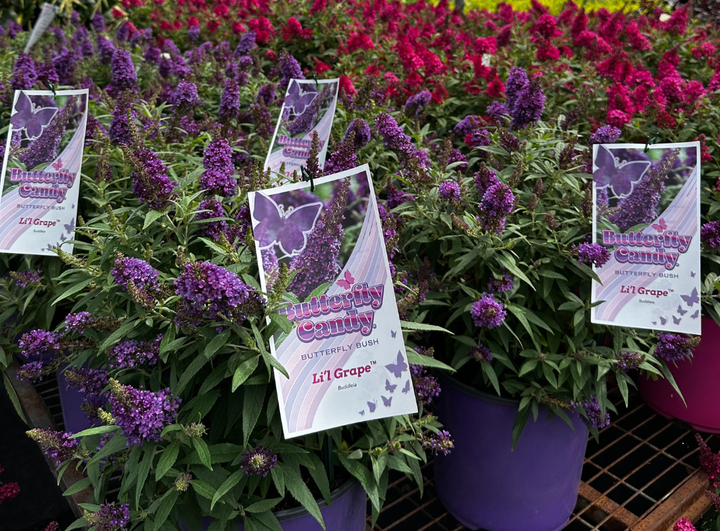 Group of Butterfly Buddleia Lil Grape in pots with identifying tags