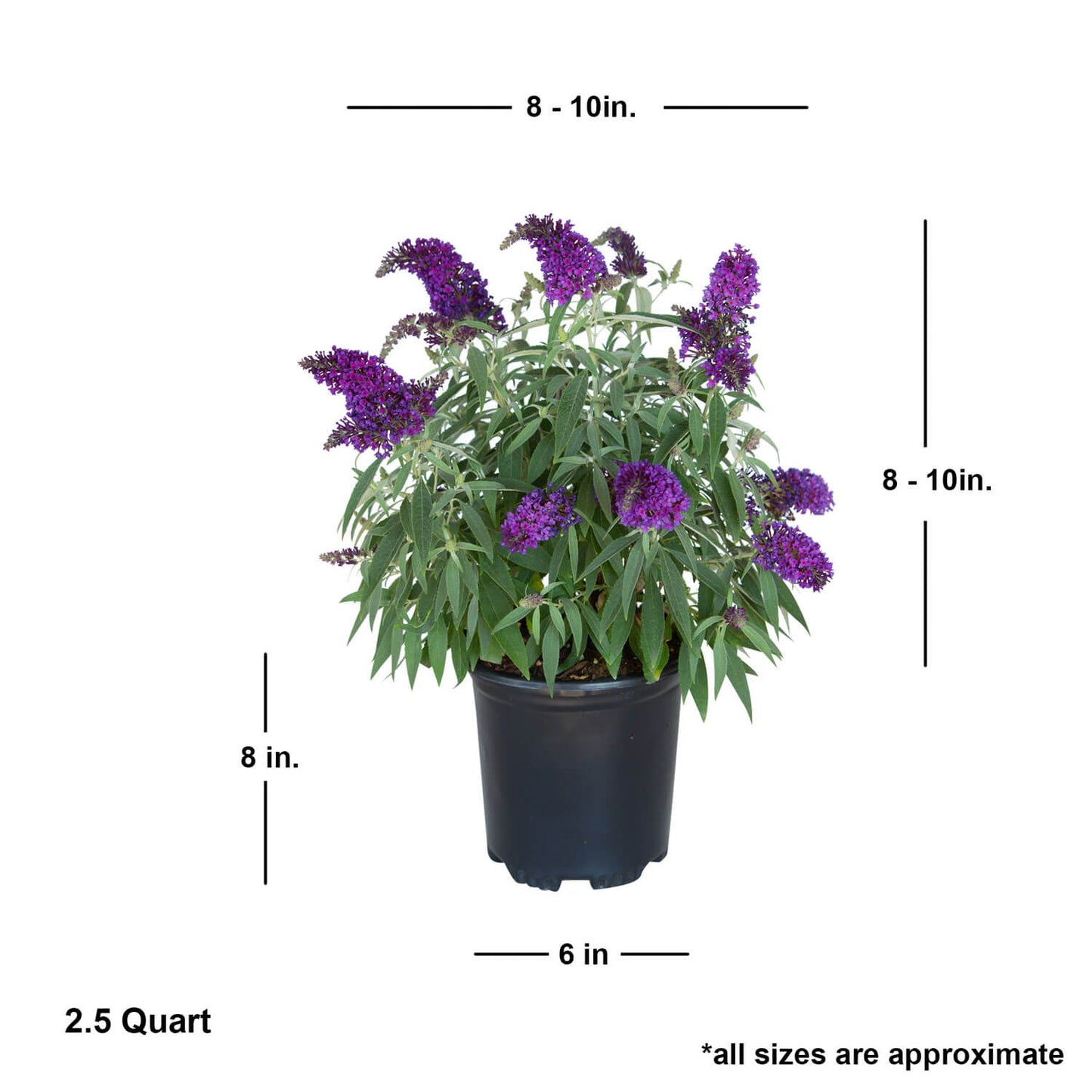 Measurement details of Buddleia Butterfly Candy Lil Grape 2.5 quart