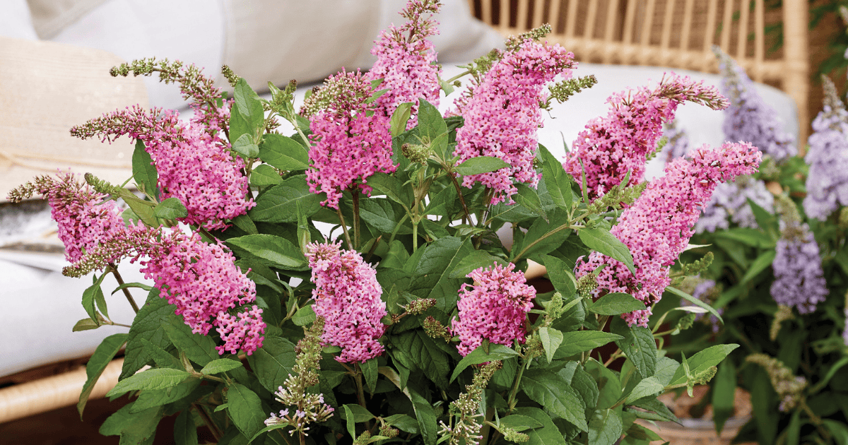 Close up of pink Li'l Taffy™ Butterfly Bush blooms