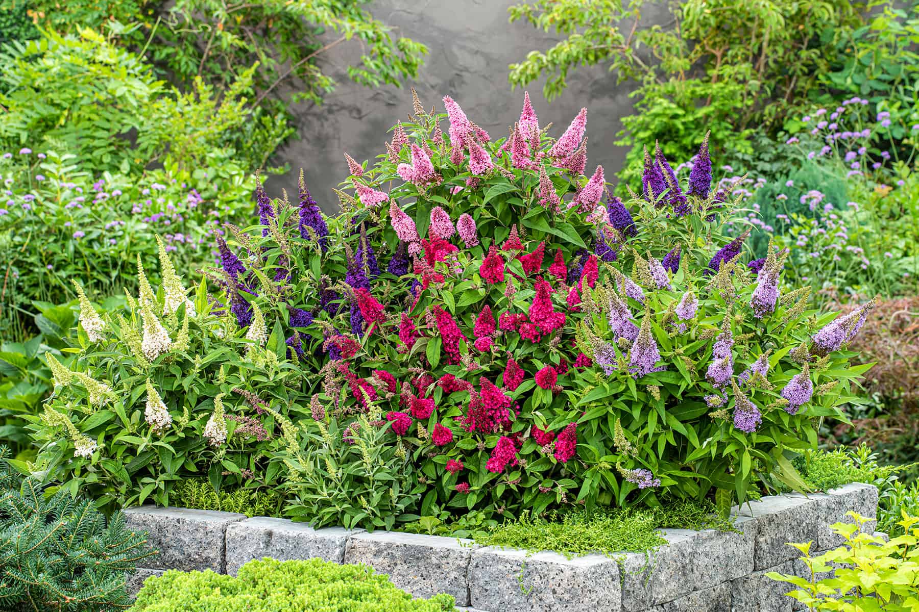 A garden bed with clusters of purple, pink, red, and white flowering Butterfly Candy Buddleia plants bordered by a low stone wall, surrounded by green foliage.