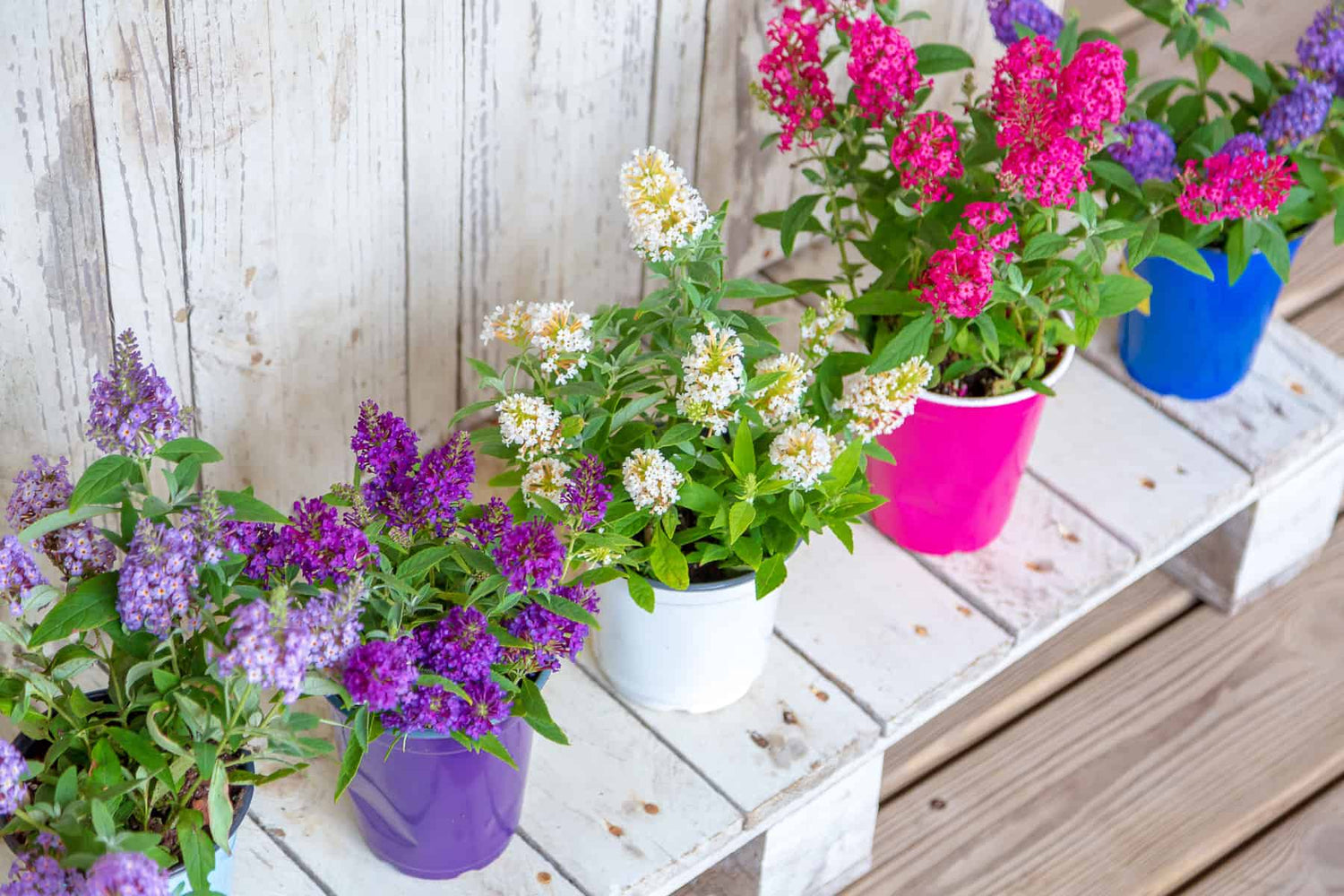 Four potted flowering Butterfly Candy Buddleia plants in colorful pots sit on a white wooden bench, displaying purple, white, and pink blossoms against a rustic wooden background.