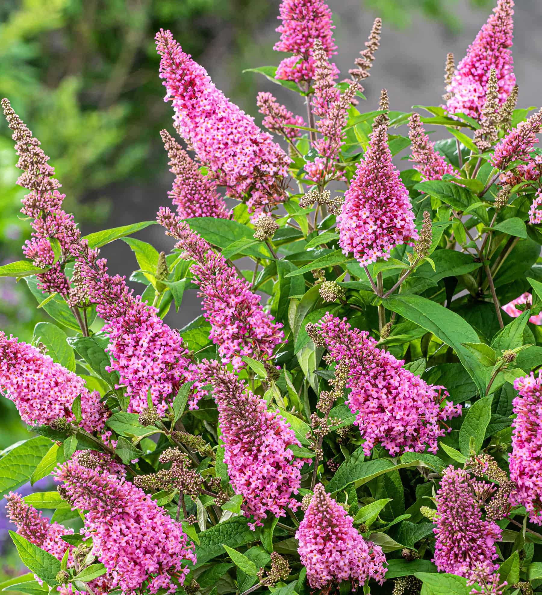Close up of Li'l Taffy™ Butterfly Bush blooms