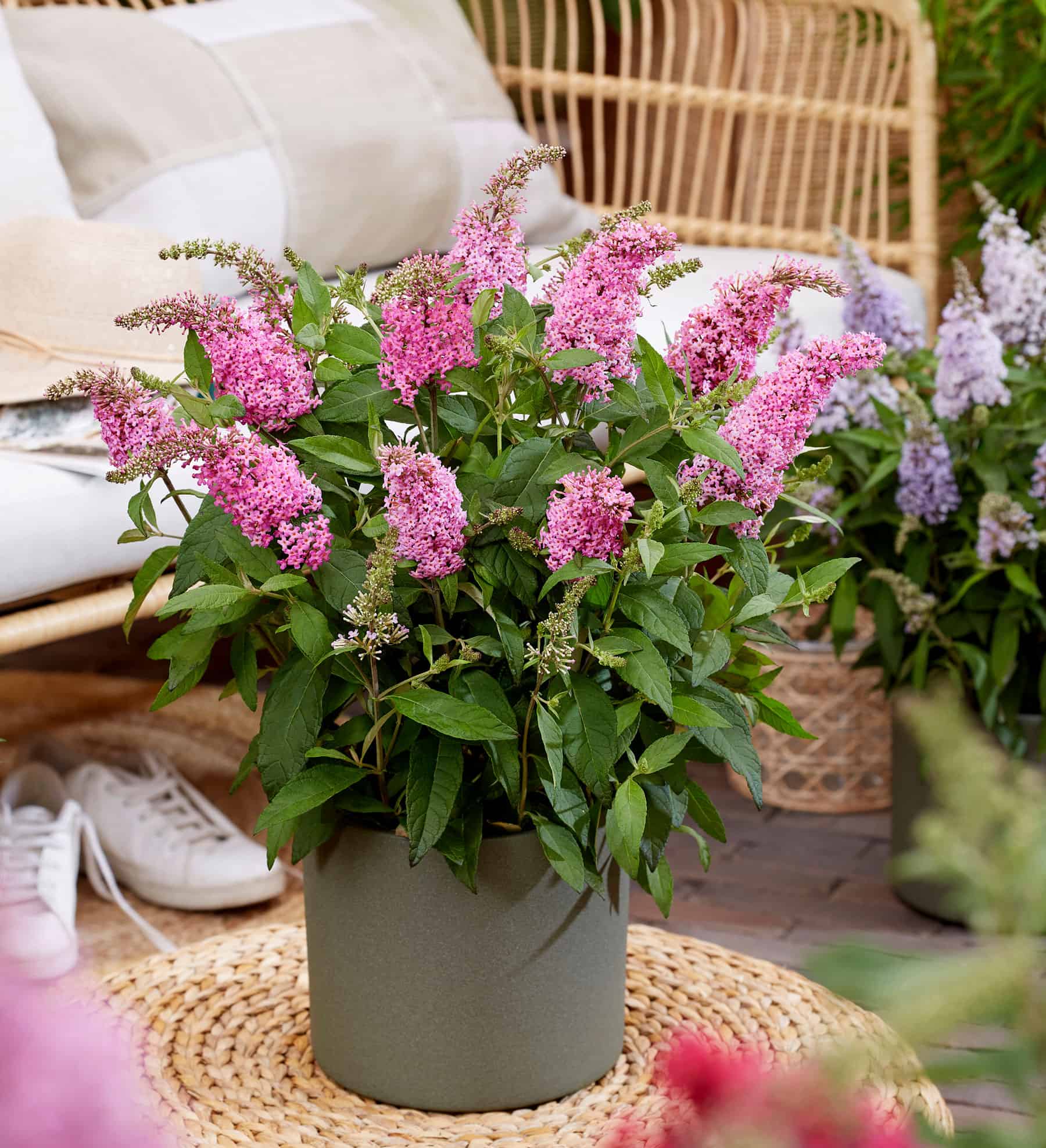 Li'l Taffy™ Butterfly Bush  planted in a container