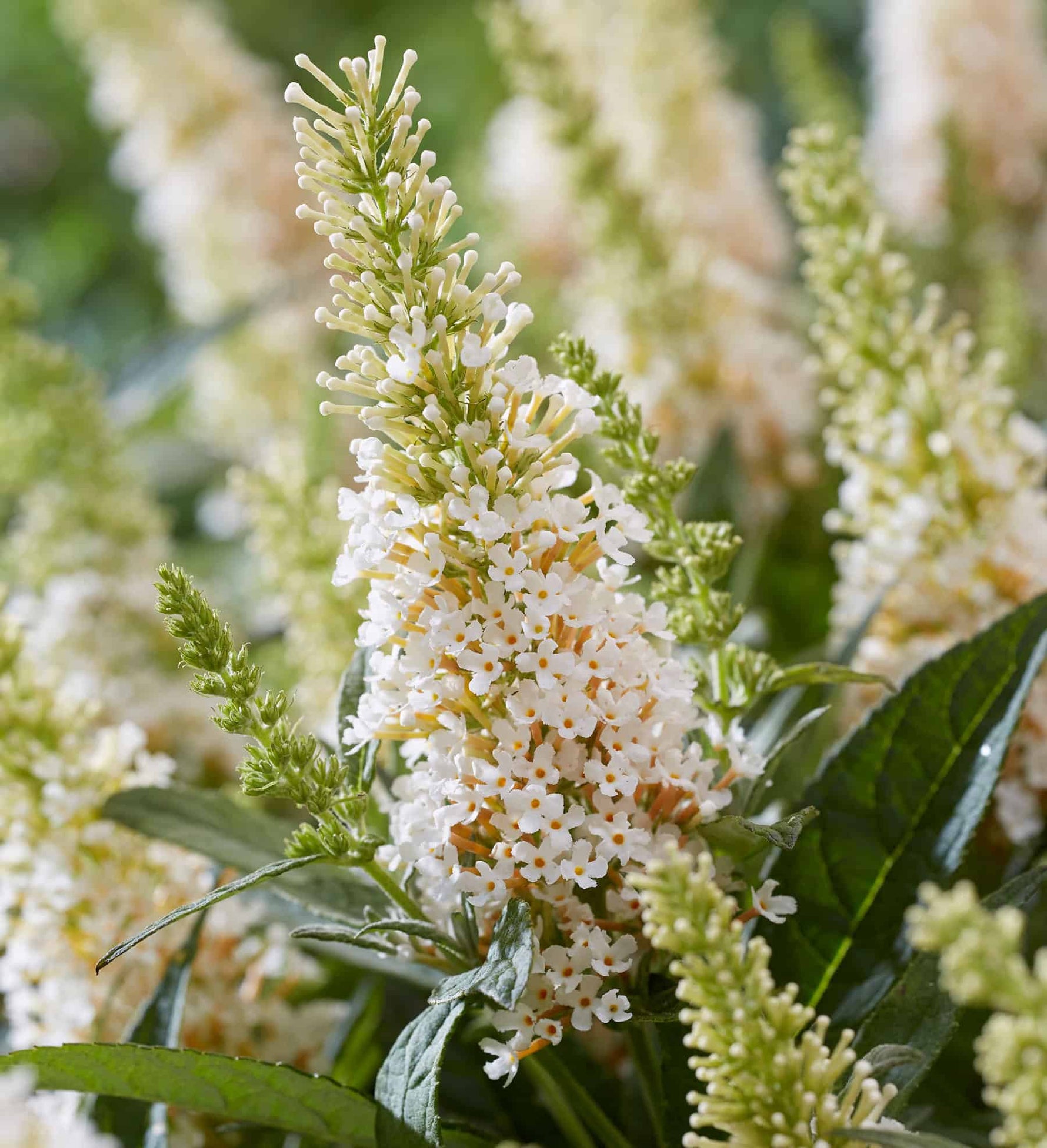 Close up of Buddleia Butterfly Candy Lil Coconut bloom