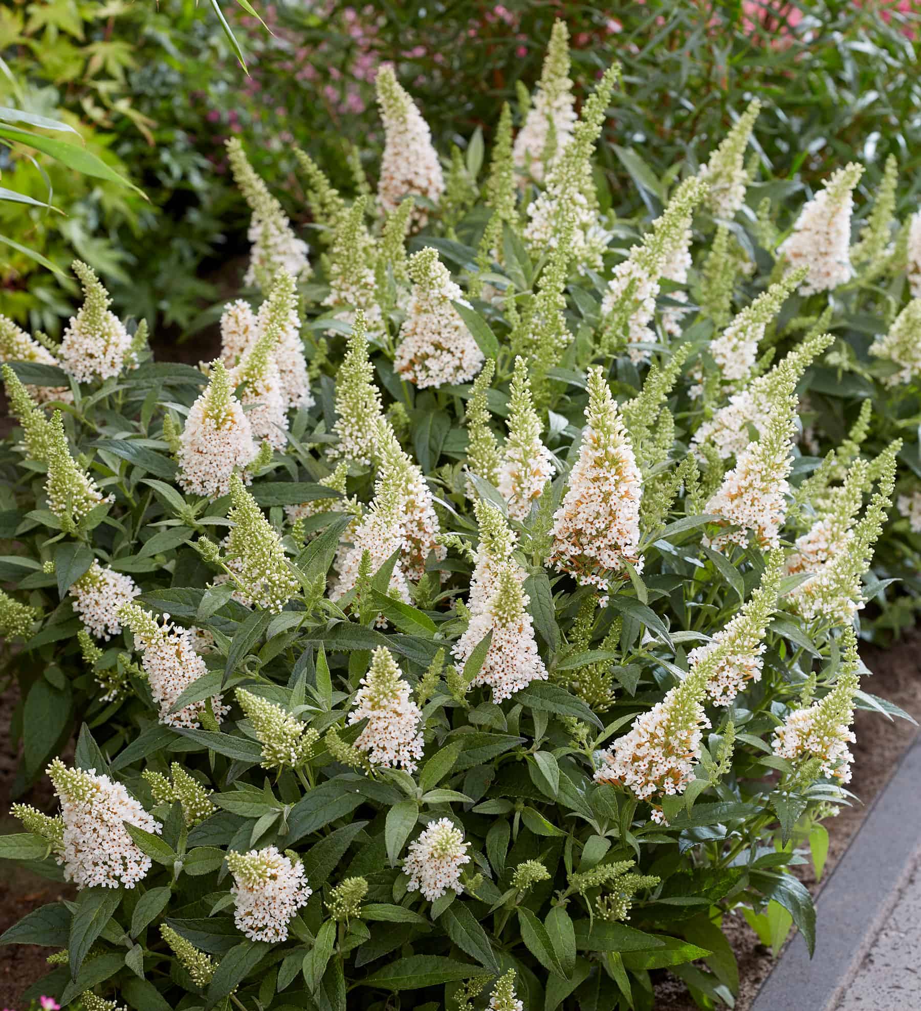 Multiple Buddleia Butterfly Candy Lil Coconut blooms