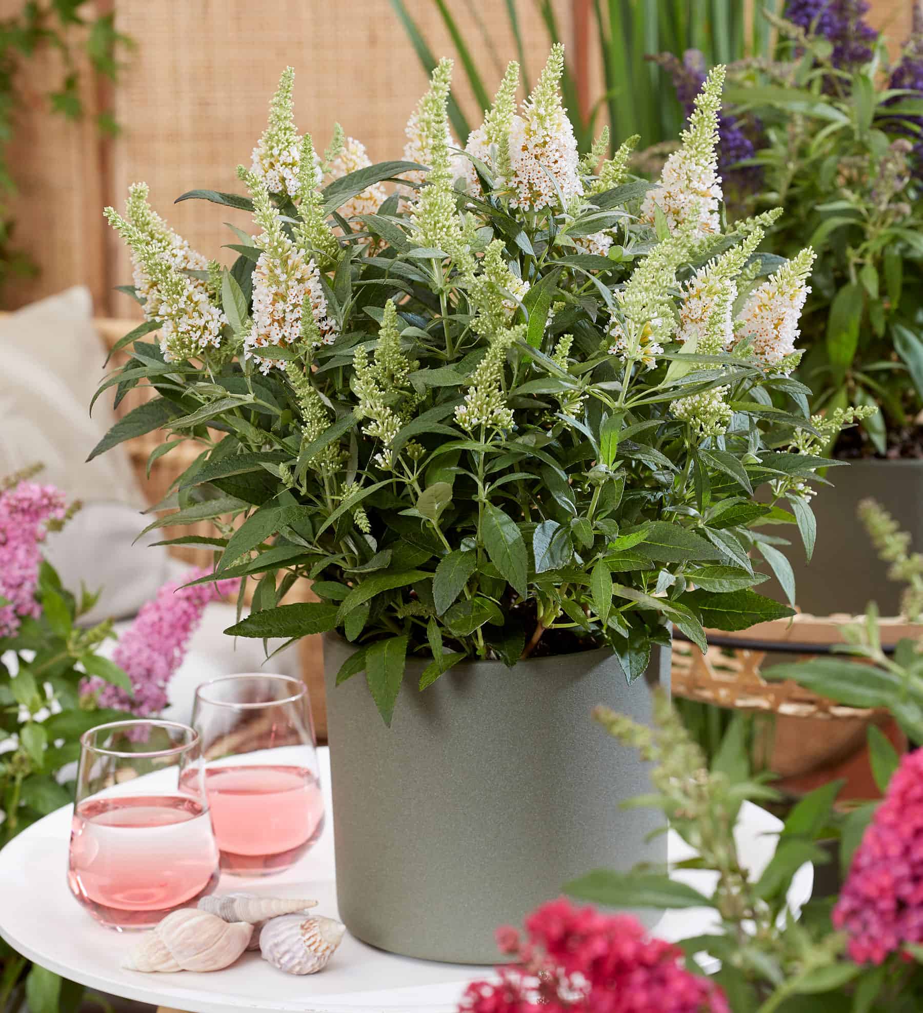 Buddleia Butterfly Candy Lil Coconut in a planter on a table with 2 glasses
