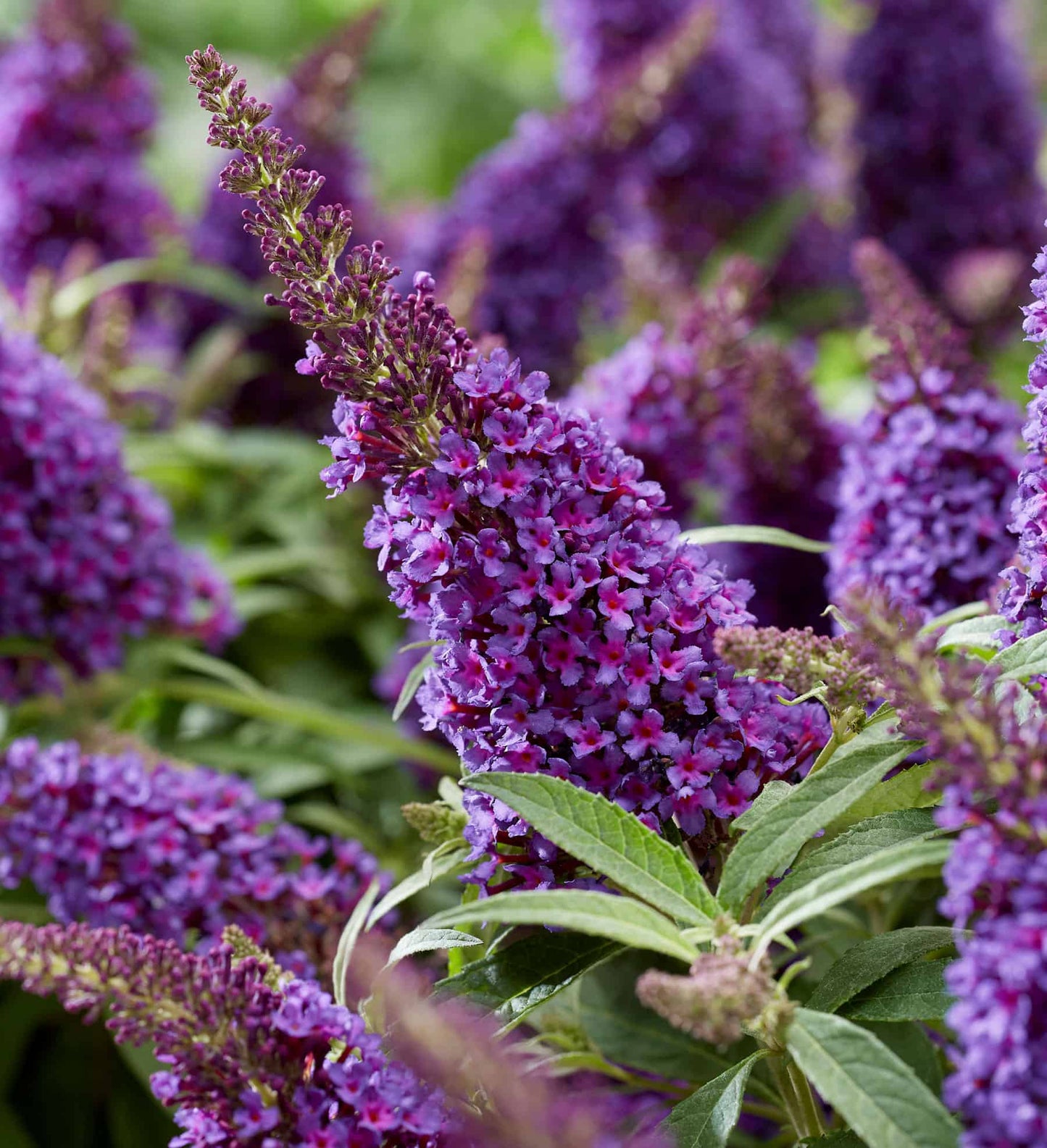 Close up of Buddleia Butterfly Candy Lil Grape