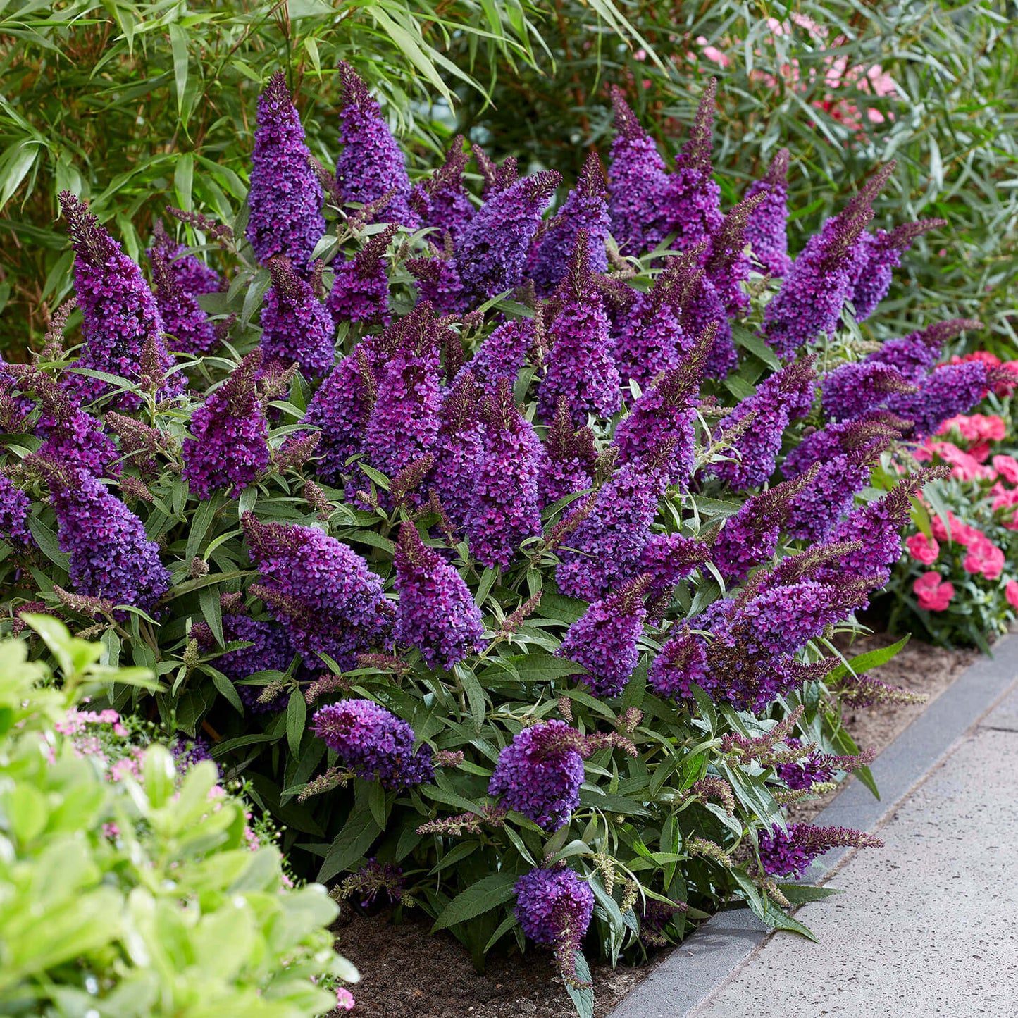 Butterfly Candy Buddleia Lil Grape landscape