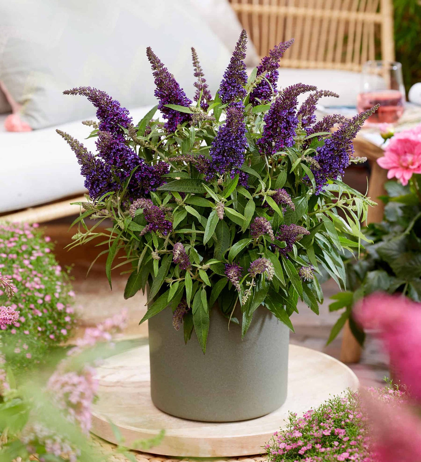 Buddleia Butterfly Candy Lil Grape