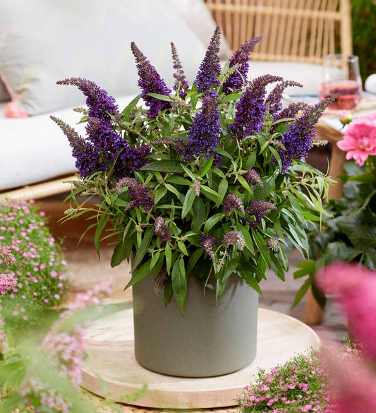 Buddleia Butterfly Candy Lil Grape