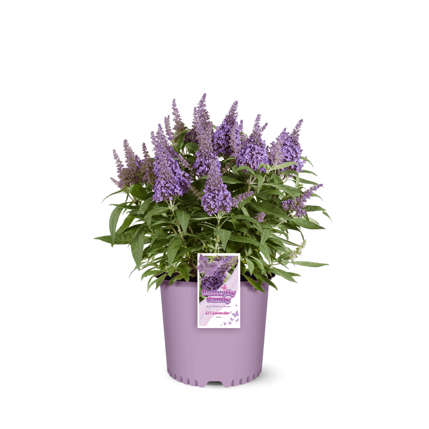 Buddleia Butterfly Candy Lil Lavender in a 2 gallon container with a tag