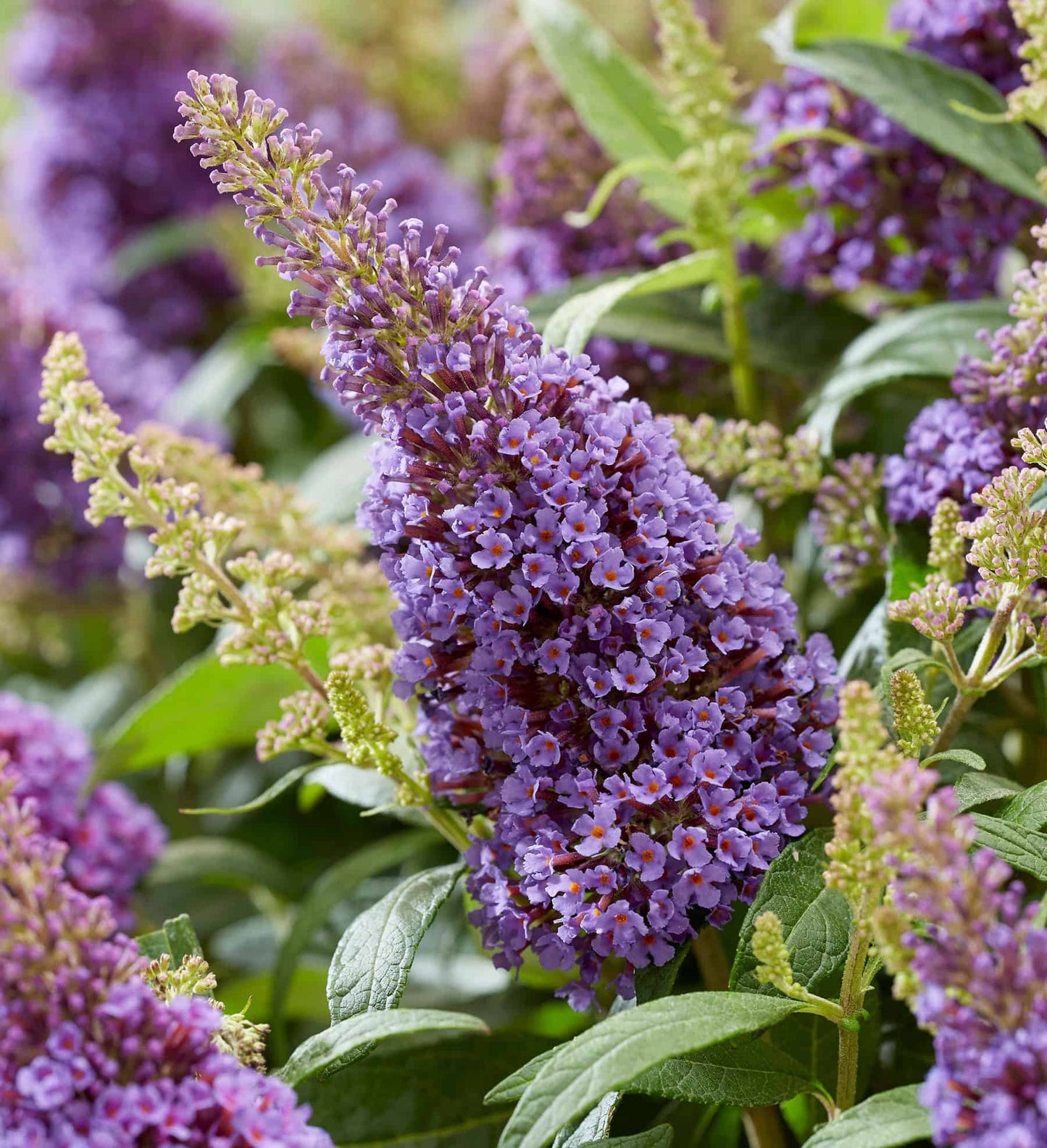 Close up of a Buddleia Butterfly Candy Lil Lavender bloom