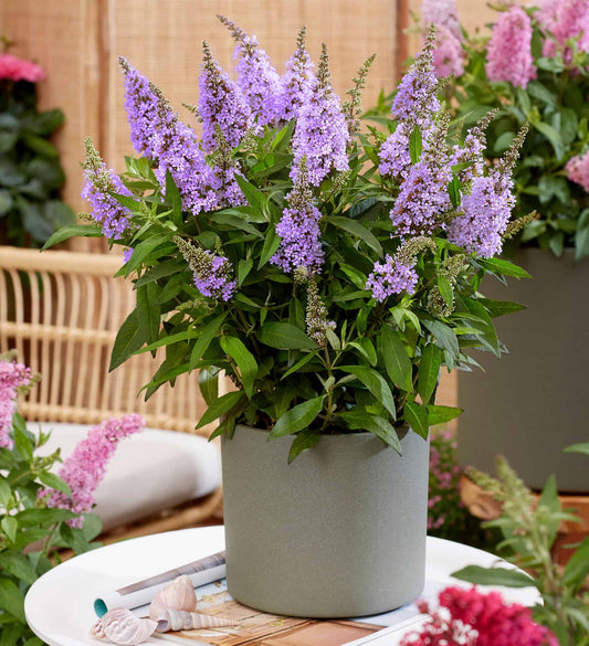 Buddleia Butterfly Candy Lil Lavender in a planter on a table