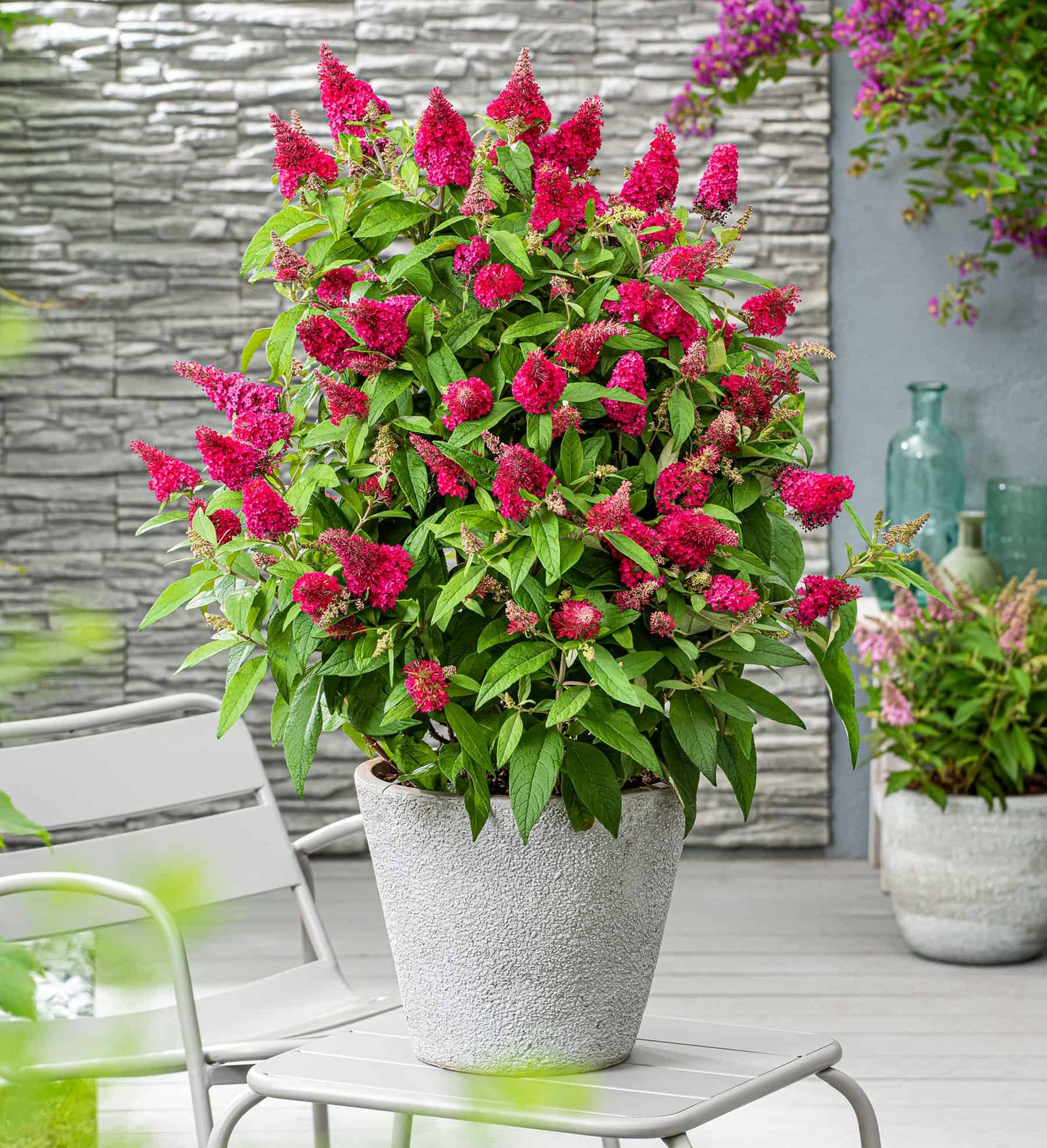 Butterfly Candy Li’l Raspberry™ in a planter outdoors