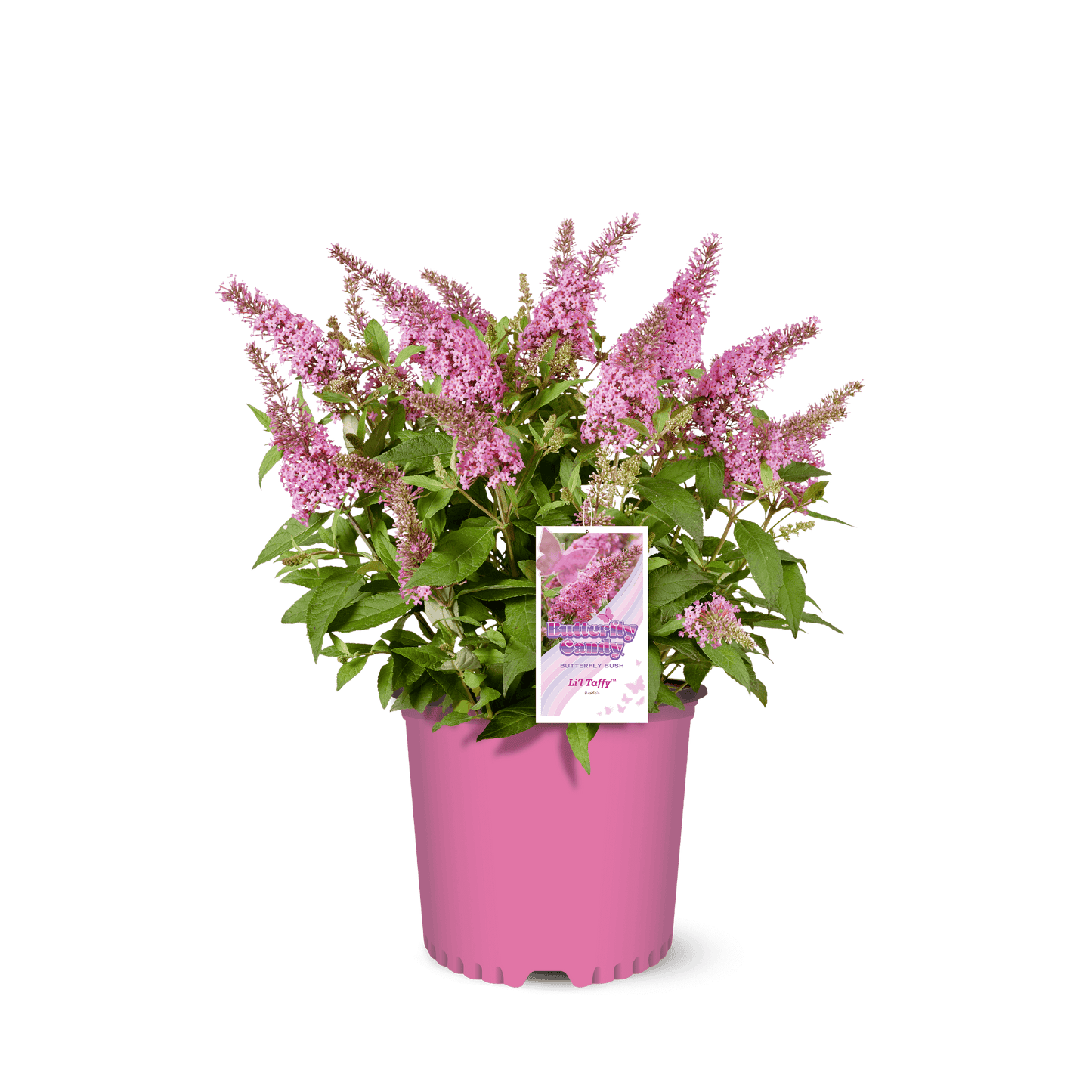 Li'l Taffy™ Butterfly Bush in a container with a tag