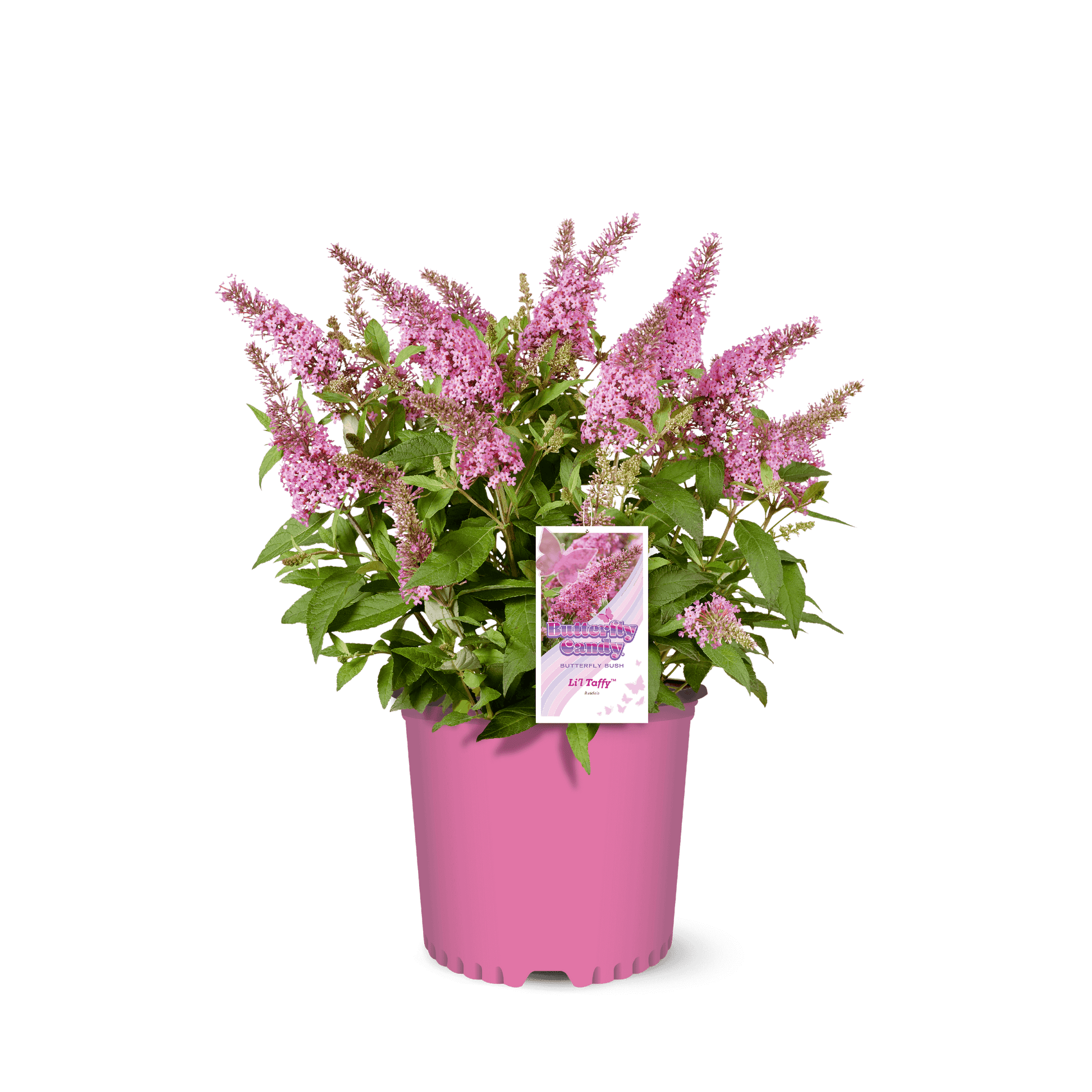 Li'l Taffy™ Butterfly Bush in a container with a tag