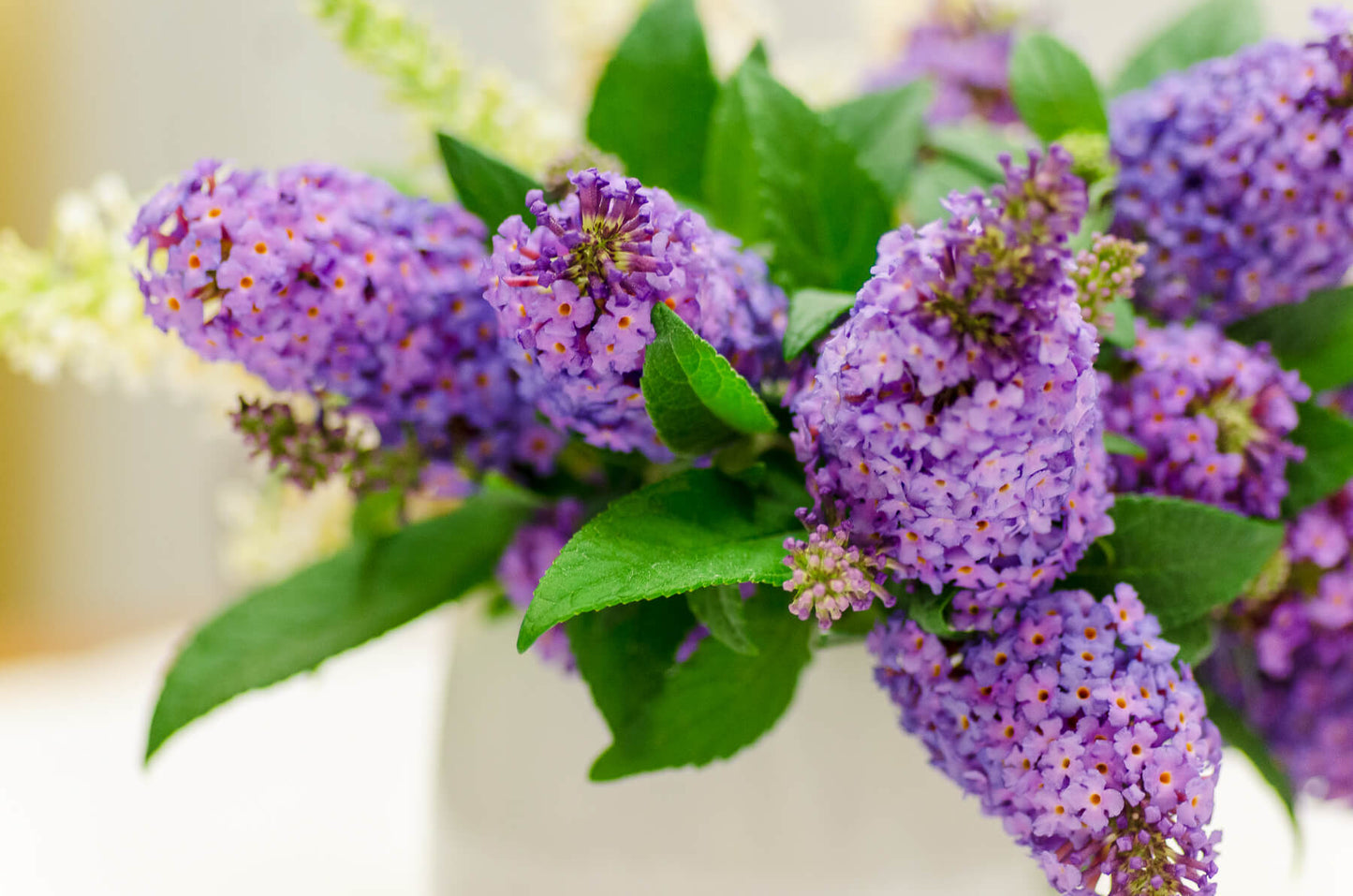 Close up of Buddleia Butterfly Candy Lil Lavender in a vase