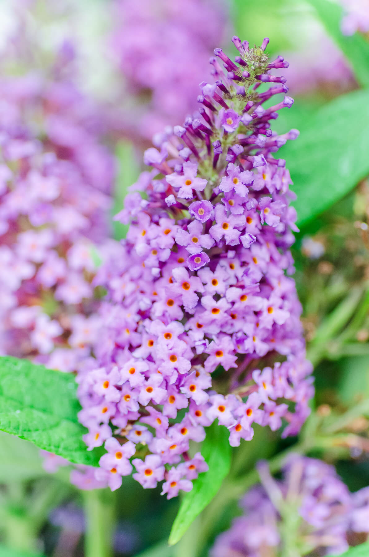 Close of Buddleia Butterfly Candy Lil Taffy