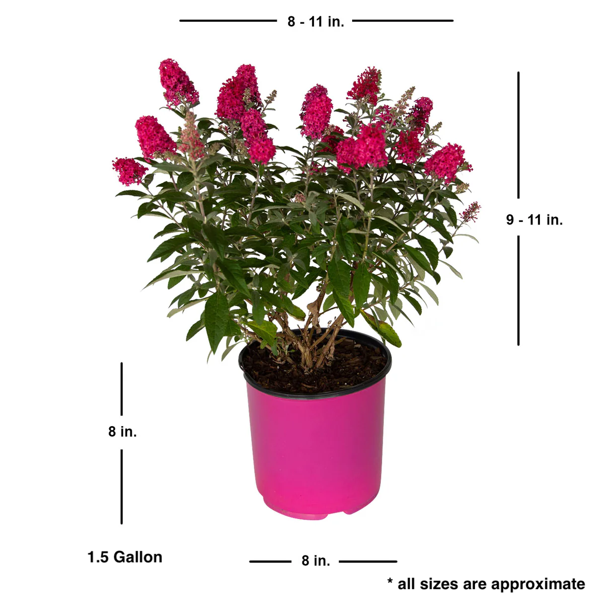 Measurement details of Buddleia Butterfly Candy Lil Raspberry 1.5 gallon