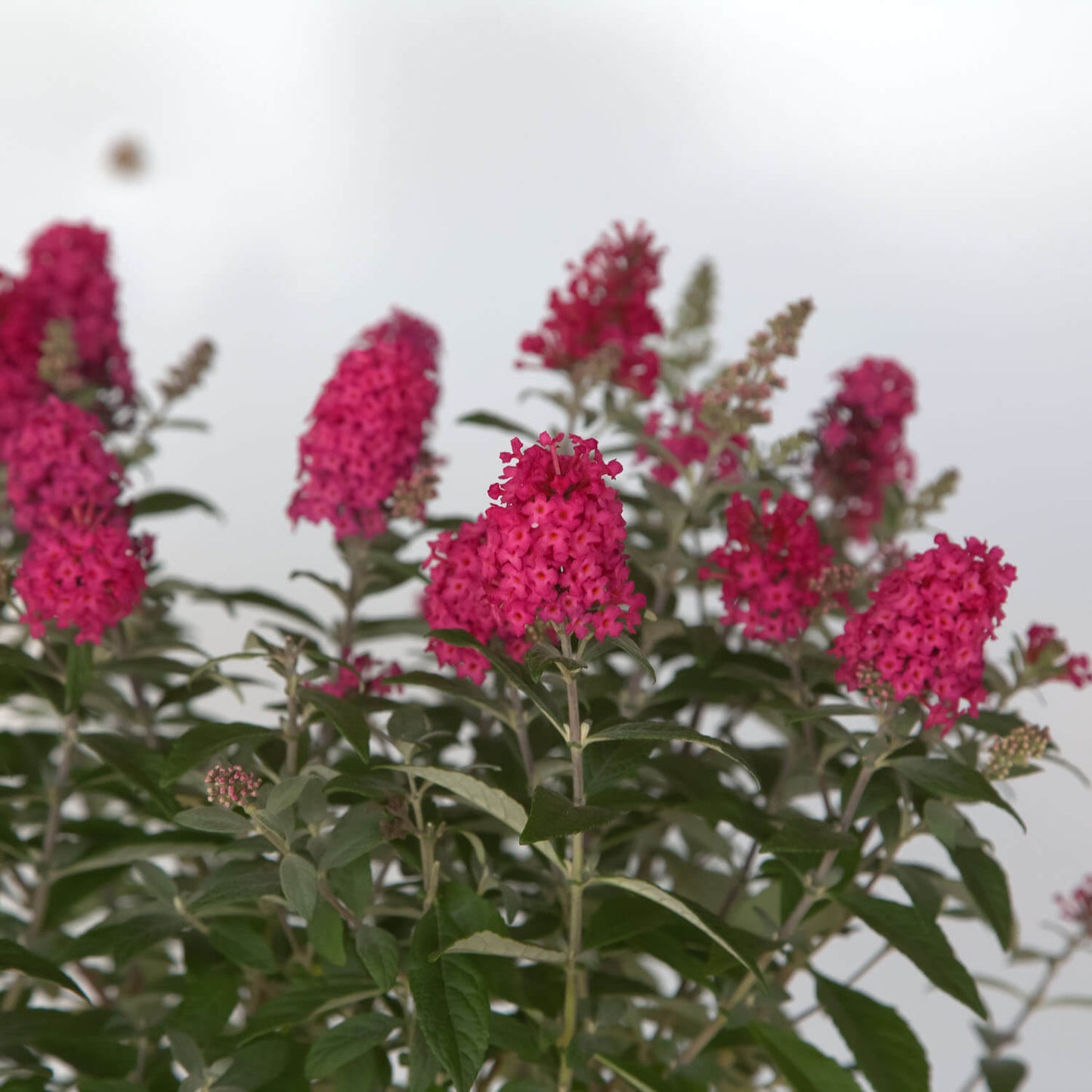 Close up of Butterfly Candy Li’l Raspberry™ blooms
