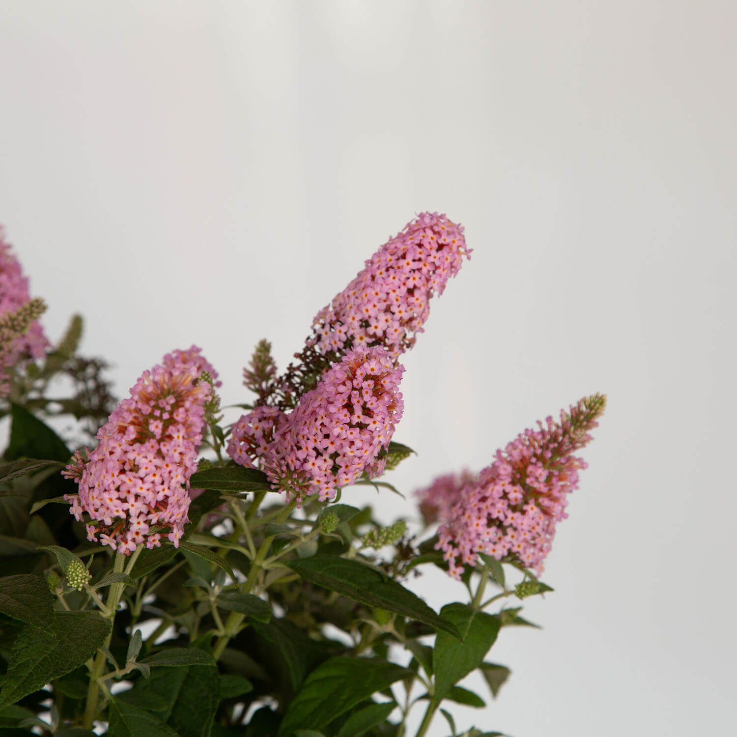 close up Li'l Taffy™ Butterfly Bush blooms