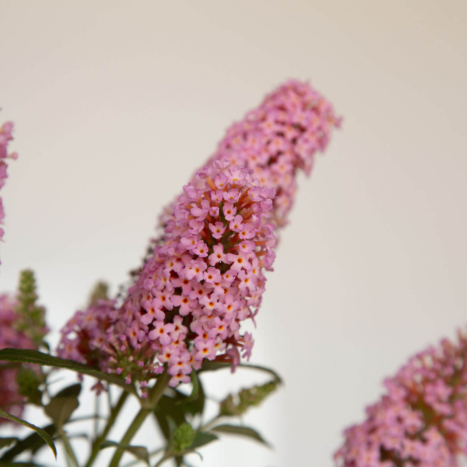 pink Li'l Taffy™ Butterfly Bush bloom