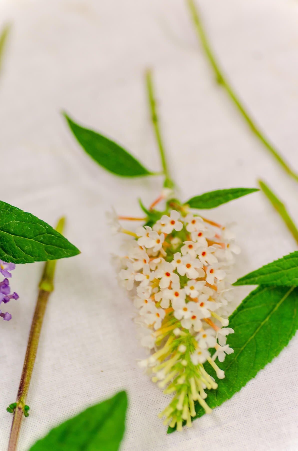 Close up of Buddleia Butterfly Candy Lil Coconut bloom on a cloth background
