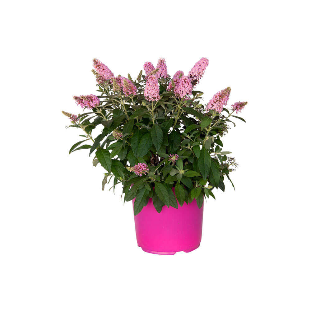 Li'l Taffy™ Butterfly Bush in a 2 gallon pot