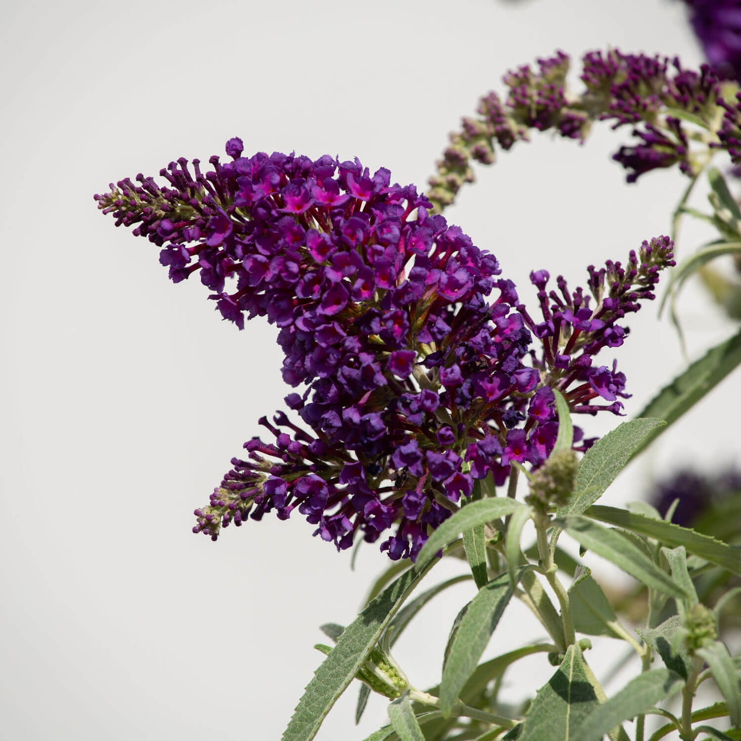 Close up of Buddleia Butterfly Candy Lil Grape bloom