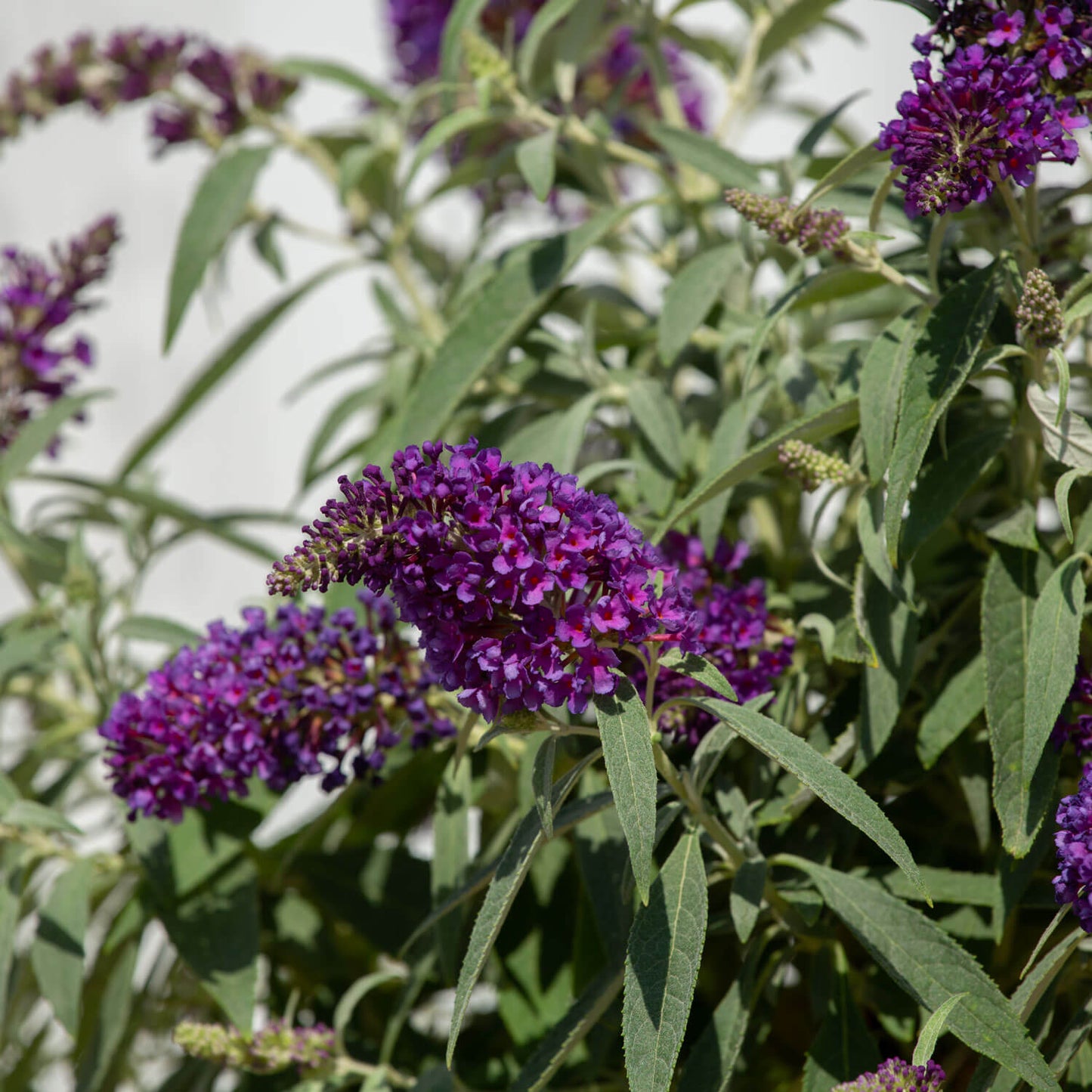 Close up of Buddleia Butterfly Candy Lil Grape