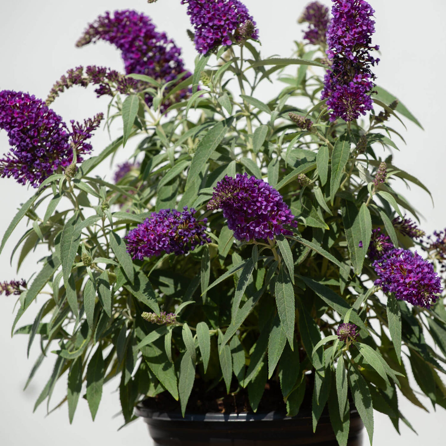 Li'l Grape™ Butterfly Bush