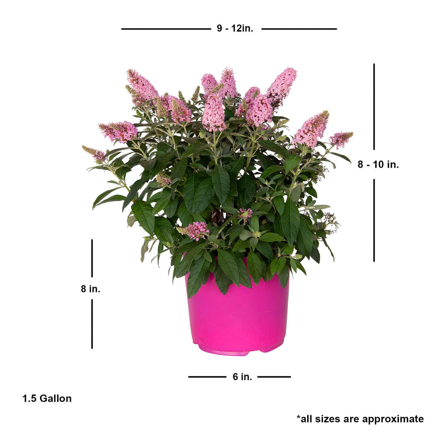 Li'l Taffy™ Butterfly Bush measurement details