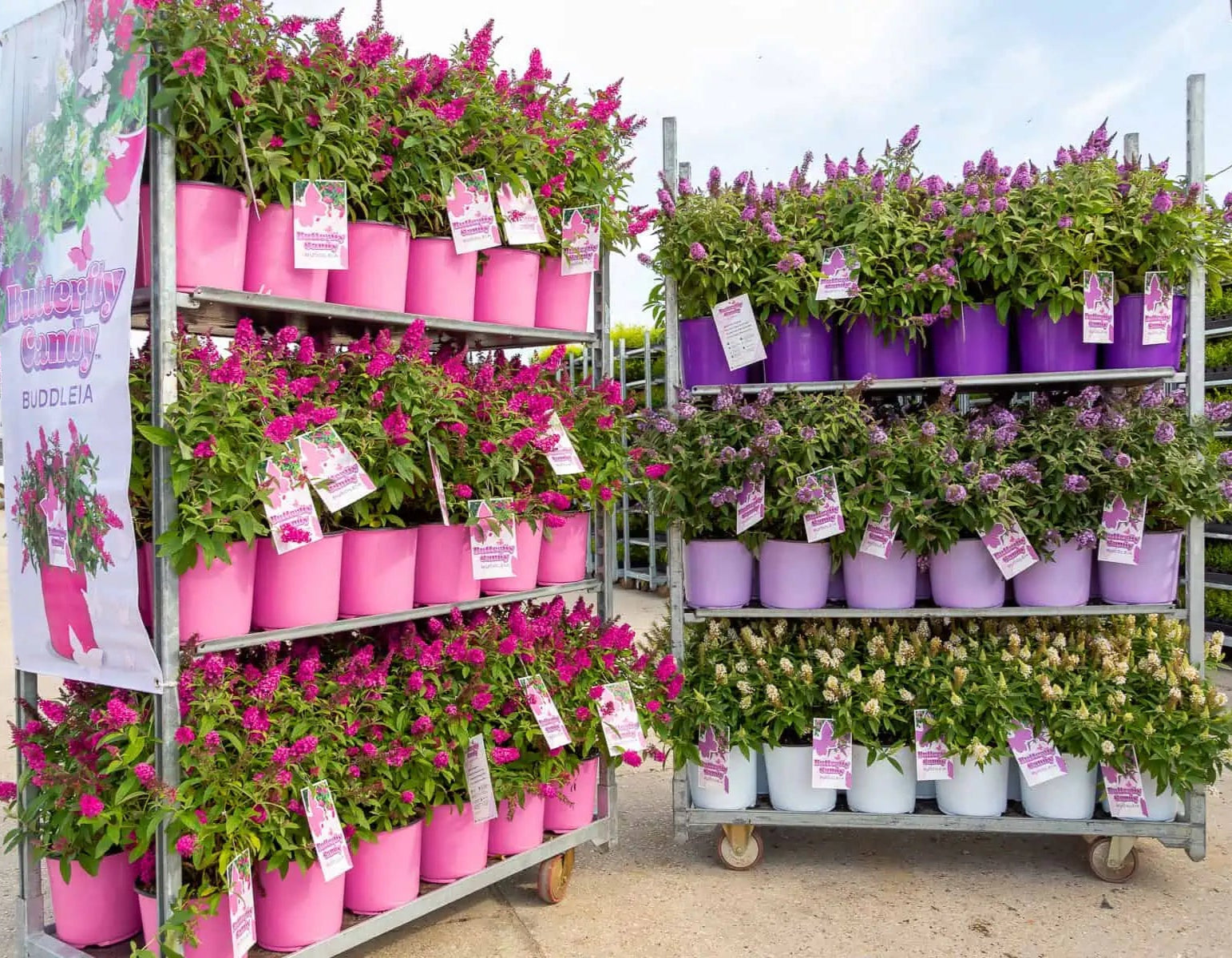 Retail plant display of Butterfly Candy Bushes