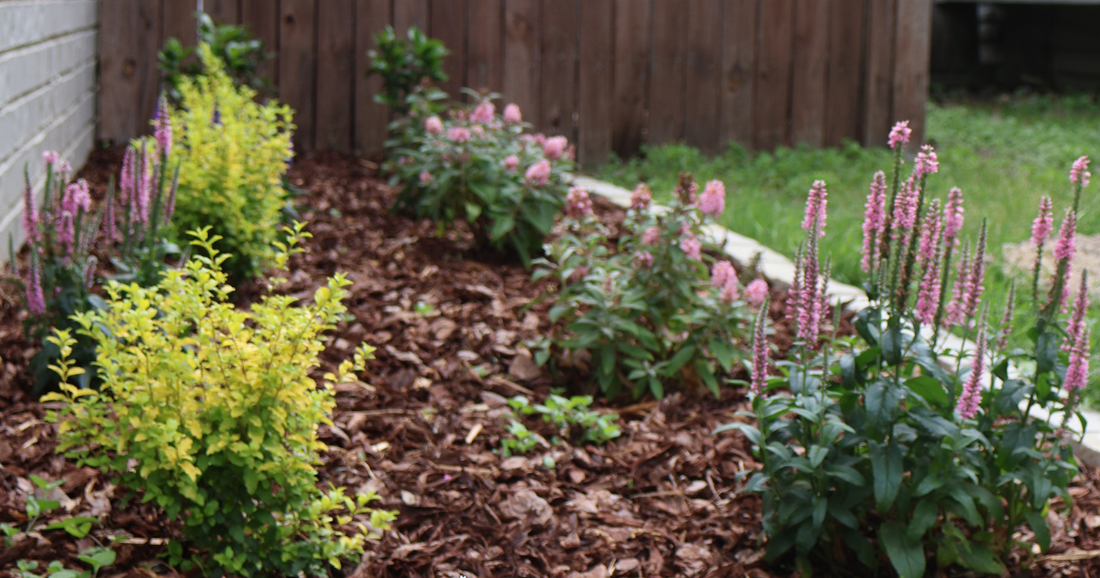 Butterfly Candy® Buddleia ‘Li’l Taffy’ and Sunshine Ligustrum planted in a garden bed