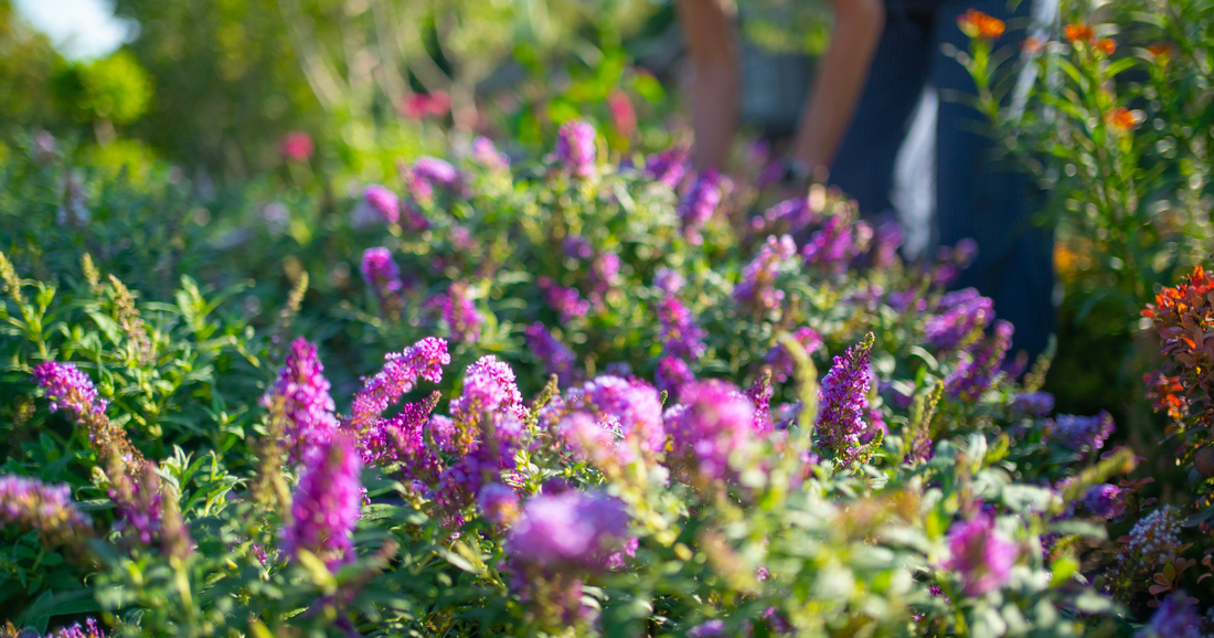 How Much Sun Does a Butterfly Bush Need? Tips for Bigger, Better Blooms