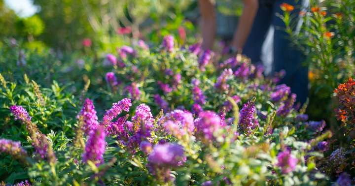 How Much Sun Does a Butterfly Bush Need? Tips for Bigger, Better Blooms
