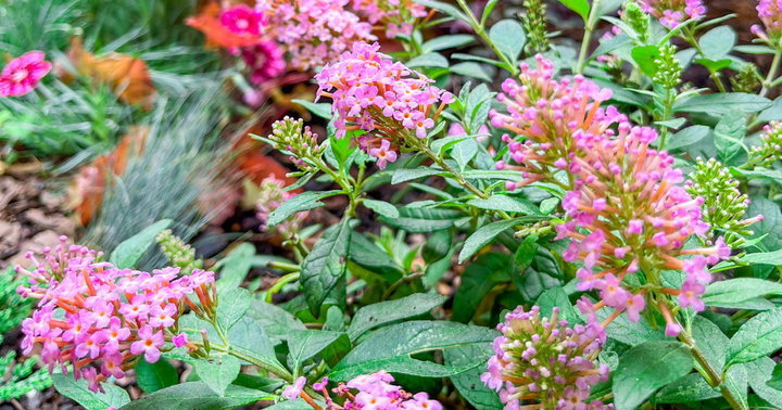 Common Mistakes to Avoid When Growing Butterfly Candy