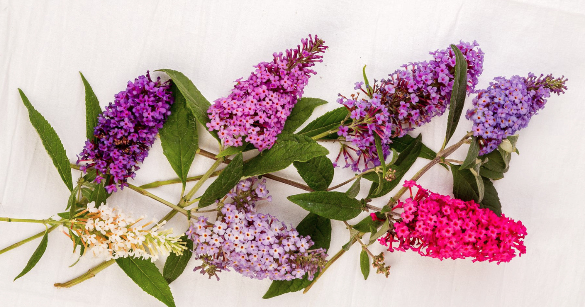 How to Deadhead Butterfly Candy for Nonstop Blooms