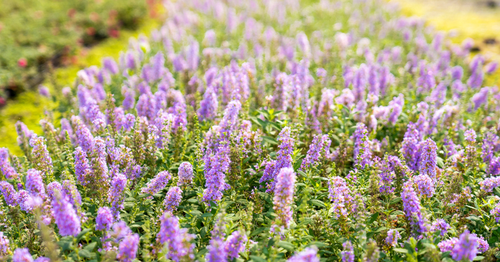 A Bright Bloomer for Sunny Gardens: Buddleias For Sun