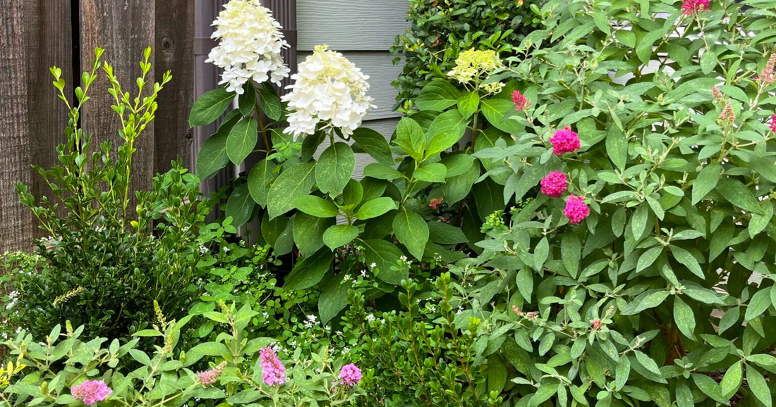 The Dream Team: Butterfly Candy, Boxwoods & Hydrangeas